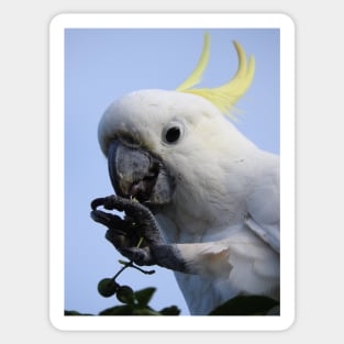 Sulphur Crested Cockatoo Sticker